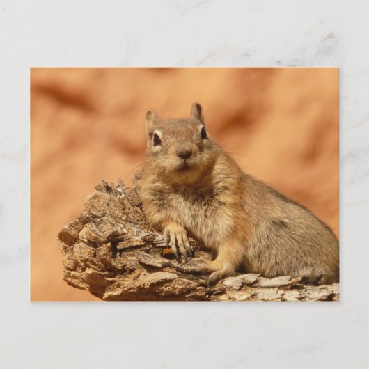 Carte Postale Chipmunk drôle allongé sur un rocher (Devant)