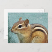 Carte Postale Chipmunk - Gros plan (Devant / Derrière)