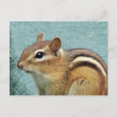Carte Postale Chipmunk - Gros plan (Devant)