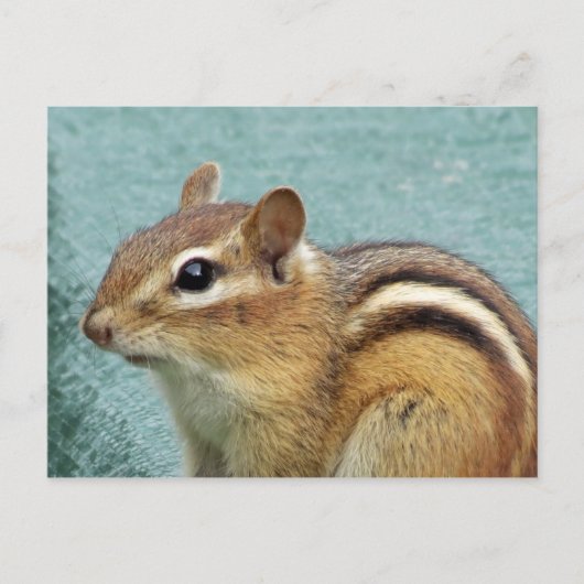 Carte Postale Chipmunk - Gros plan (Devant)