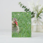 Carte Postale Chipmunk.JPG (Debout devant)