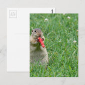 Carte Postale Chipmunk.JPG (Devant / Derrière)