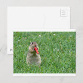 Carte Postale Chipmunk.JPG (Devant / Derrière)