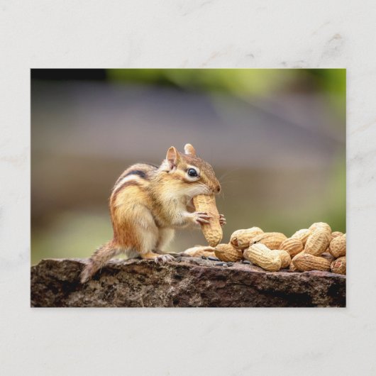 Carte Postale Chipmunk mange une cacahuète (Devant)