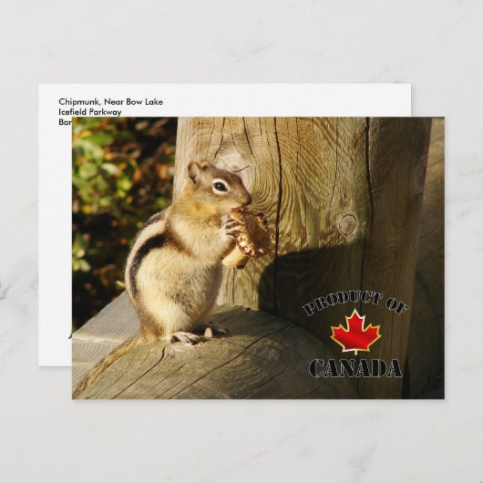 Carte Postale Chipmunk mangeant des champignons (Devant / Derrière)