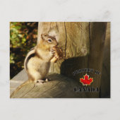 Carte Postale Chipmunk mangeant des champignons (Devant)