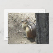 Carte Postale Chipmunk Midland Ontario (Devant / Derrière)