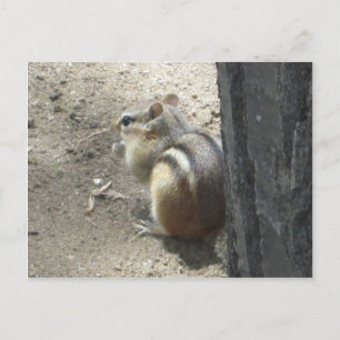 Carte Postale Chipmunk Midland Ontario