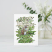 Carte Postale Chipmunk oriental (Debout devant)