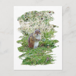 Carte Postale Chipmunk oriental
