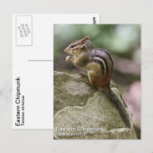 Carte Postale Chipmunk oriental (Devant / Derrière)