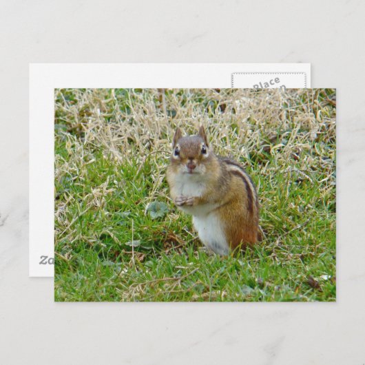 Carte Postale Chipmunk oriental (Devant / Derrière)