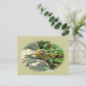 Carte Postale Chipmunk oriental sur Stump (Debout devant)