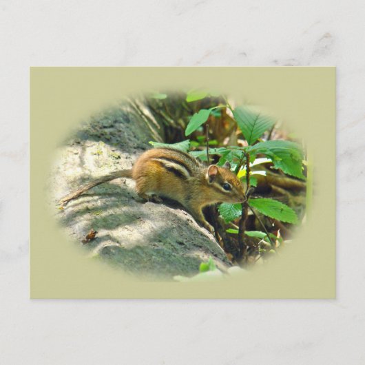 Carte Postale Chipmunk oriental sur Stump (Devant)