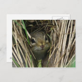 Carte Postale Chipmunk souriant (Devant / Derrière)