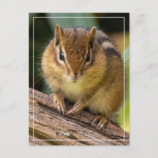 Carte Postale Chipmunk Stare (Devant)