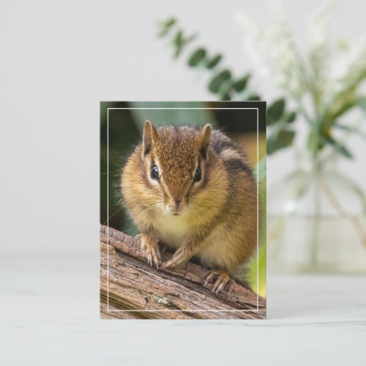 Carte Postale Chipmunk Stare (Debout devant)
