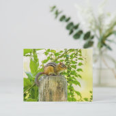 Carte Postale Chipmunk sur un poteau de clôture (Debout devant)