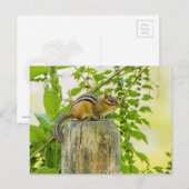 Carte Postale Chipmunk sur un poteau de clôture (Devant / Derrière)
