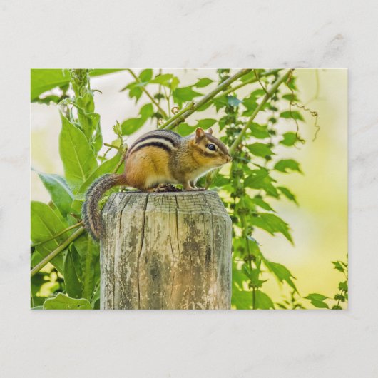 Carte Postale Chipmunk sur un poteau de clôture (Devant)