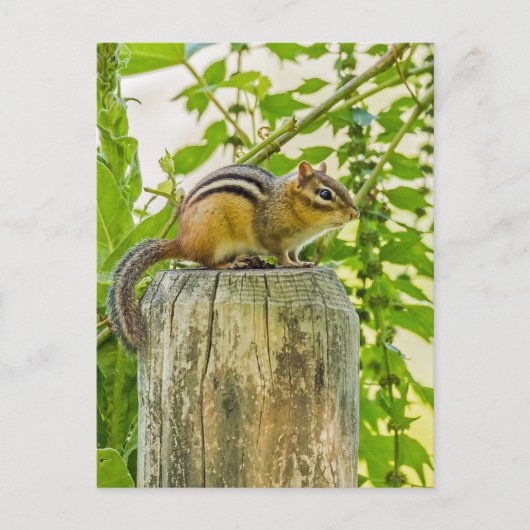 Carte Postale Chipmunk sur un poteau de clôture (Devant)