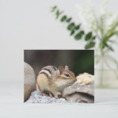 Carte Postale Chipmunk sur un rocher (Debout devant)