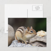 Carte Postale Chipmunk sur un rocher (Devant / Derrière)