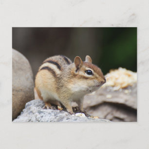 Carte Postale Chipmunk sur un rocher