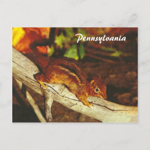 Carte Postale Chipmunk vintage