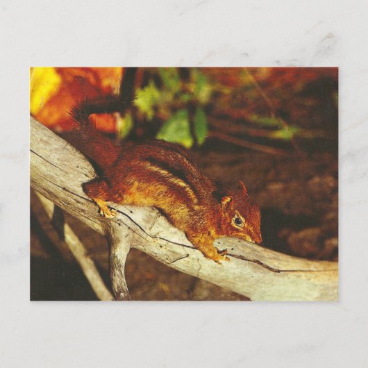 Carte Postale Chipmunk vintage (Devant)