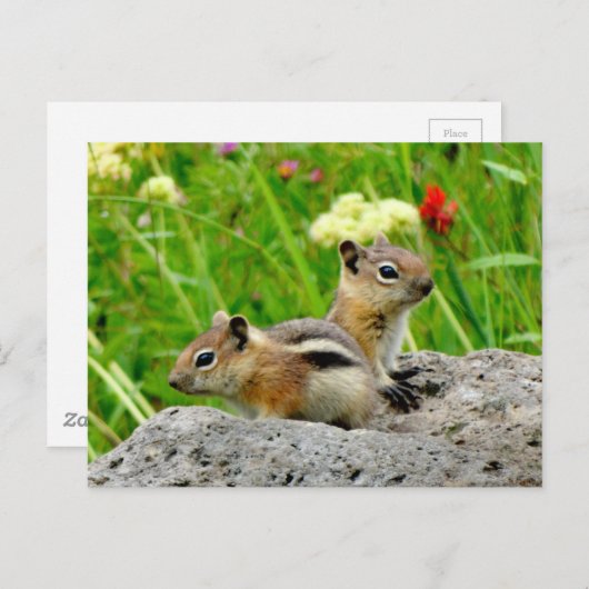 Carte Postale Chipmunks (Devant / Derrière)
