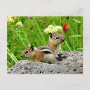 Carte Postale Chipmunks et fleur sauvage