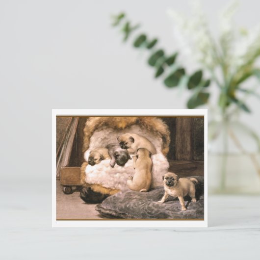 Carte Postale Chipons carlin (Debout devant)