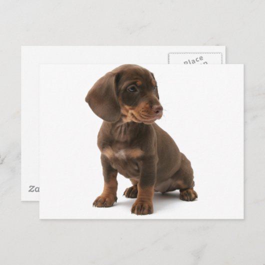 Carte postale Chipot Dachshund (Devant / Derrière)