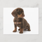 Carte postale Chipot Dachshund (Devant)