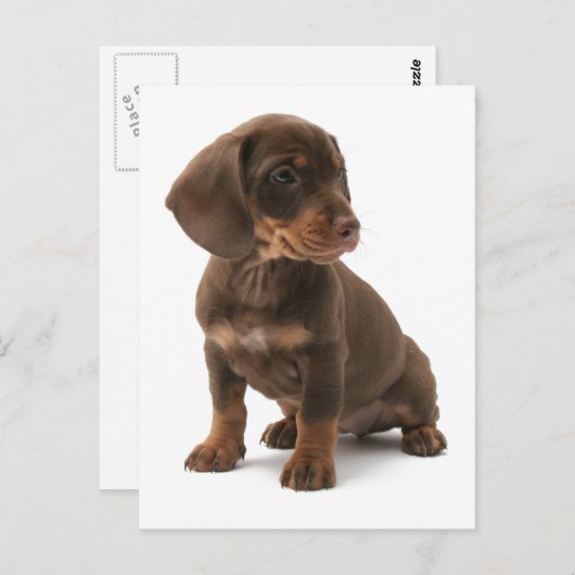 Carte postale Chipot Dachshund (Devant / Derrière)