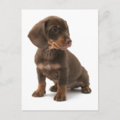 Carte postale Chipot Dachshund (Devant)