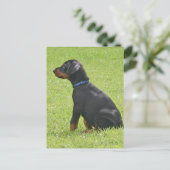 Carte postale Chipot Doberman Pinscher (Debout devant)