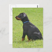 Carte postale Chipot Doberman Pinscher (Devant / Derrière)