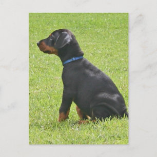 Carte postale Chipot Doberman Pinscher