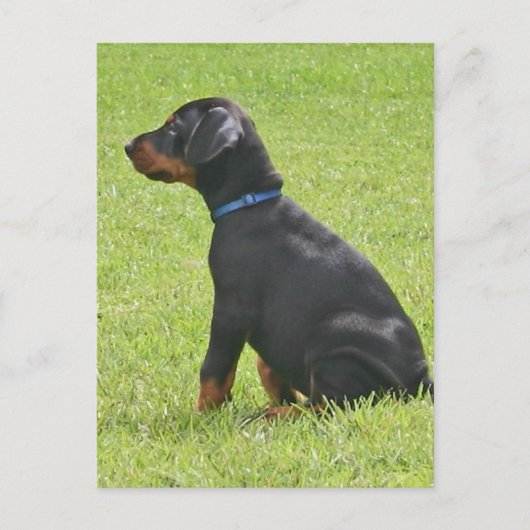 Carte postale Chipot Doberman Pinscher (Devant)