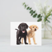Carte postale Chipot Yellow & Black Labrador Retri (Debout devant)