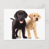 Carte postale Chipot Yellow & Black Labrador Retri (Devant)