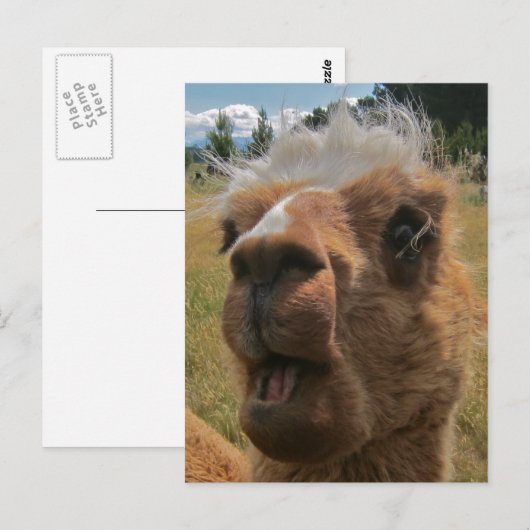 Carte Postale Chipper Alpaca (Devant / Derrière)
