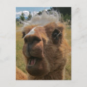 Carte Postale Chipper Alpaca (Devant)