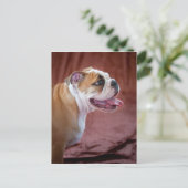 Carte Postale Chippon anglais Bulldog (Debout devant)