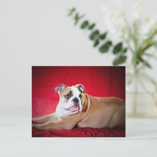 Carte Postale Chippon de Bulldog anglais (Debout devant)