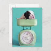 Carte Postale Chippon français (Devant / Derrière)