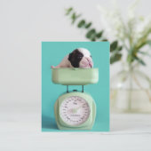 Carte Postale Chippon français (Debout devant)