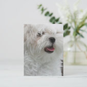 Carte postale Chippon Maltais Blanc (Debout devant)